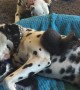 Foster kittens adorably climb all over dalmatian for playtime