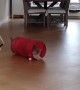 Cat has fun playing the \