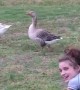 Girl taunts goose and gets a dose of instant karma