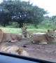 Scary moment shows wild lion opening tourist car door