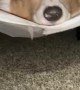 Corgi Uses Box Spring like a Hammock