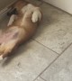 Puppy's Nap Undisturbed by Vacuum