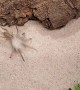 Sand Spider Has Incredible Speed