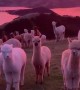 Herd of alpacas enjoy magnificent sunset