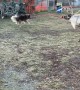Dog Tries to Walk a Reindeer with Rope
