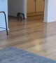 Feline Falls on Slippery Floor