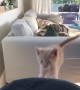 Kitten tries to make long jump, fails in epic slow motion