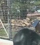 Bear Tries to Get Through Gate