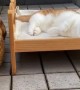 Super cute cats chill out on their custom beds
