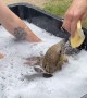 Oil-Covered Eagle Enjoys Bubble Bath