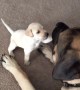 Tiny puppy fearlessly plays with giant English Mastiff