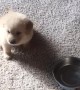Cute puppy knows exactly what to do when it\'s dinner time