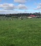 Cow Calf Zoomies