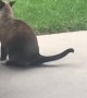 Magpie Grabs Cat by the Tail