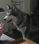 Stubborn dog throws tantrum after being denied pizza