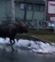 Bull Moose Follows Family