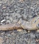 Rescued Snake Regurgitates