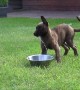Puppy\'s adorably confused when trying to figure out water bowl