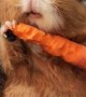 Guinea Pig Crunches Through Carrot