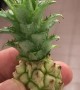 Cute Baby Pineapple
