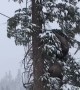 Mother Bear and Cub Spotted by Skiers