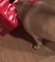 Poppy the Pug Gets Head Stuck in Soda Box
