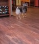 Excited Doggo Greets with Wiggles