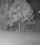Bear Bites Security Camera