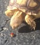 Tortoise Tries to Catch Ladybug