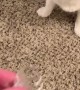 Fast Feline Loves Fetch
