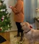Doggo Helps Decorate