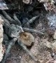 Furry Spider With Scurrying Babies