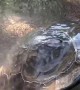 Tortoise Takes a Shower