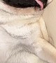 Pug is So Sleepy