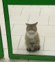Cat Waits Patiently in Store Doorway