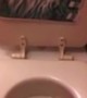 Toilet Makes Strange yet Very Familiar Sound