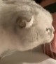 Cat Doesn't Like Being Licked