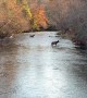 Beautiful Elk Seen Crossing Stream
