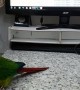 Cute Bird Loves Cuddles