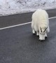 Mountain Goat Road Block