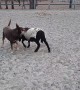 Lamb Chases Kelpie