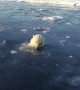 Polar Bears Hunt a Drone from Under the Ice