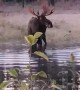 Incredibly Close Moose Encounter