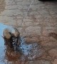 Thirsty Armadillo Is Ecstatic When Offered Water