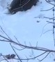 Man Rescues Two Fawns Trapped on a Frozen Lake
