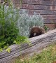 Echidna Plays Peek a Boo