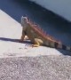 Strangers Help Save Iguana on Highway