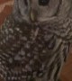 Up Close with Friendly Owl