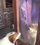 Doggy Meets its Match in the Mirror