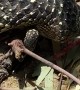Lizard Tries to Chomp Fingers
